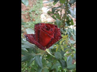 feriğim volkan konak