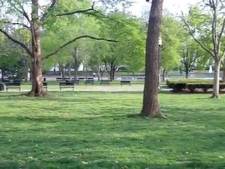 écureuils parc lafayette