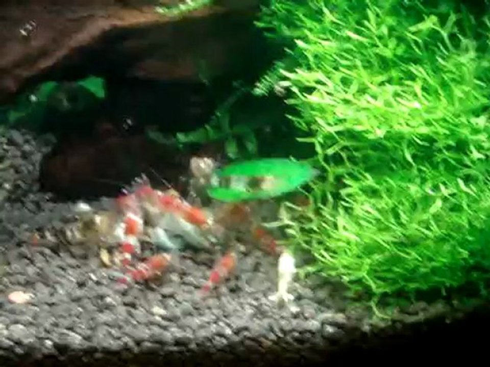 nano 1 crystal