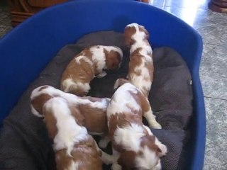 les bebes de la vallee des filaos