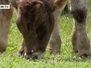 New woods for Georgia | Video of the day