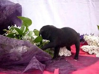 Mops pups beschikbaar