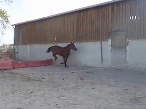 Ecurie du Nevez Starlette 2