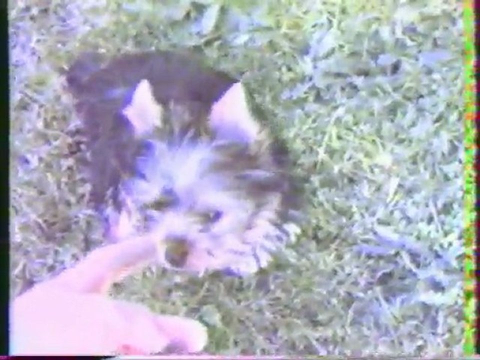 Noxy de la Cours de Lords à 3 mois