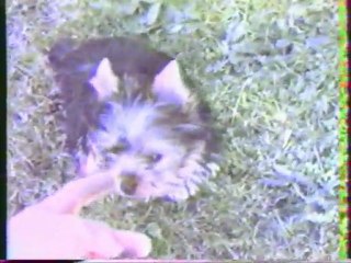 Noxy de la Cours de Lords à 3 mois