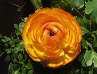 Hanging out in the front yard