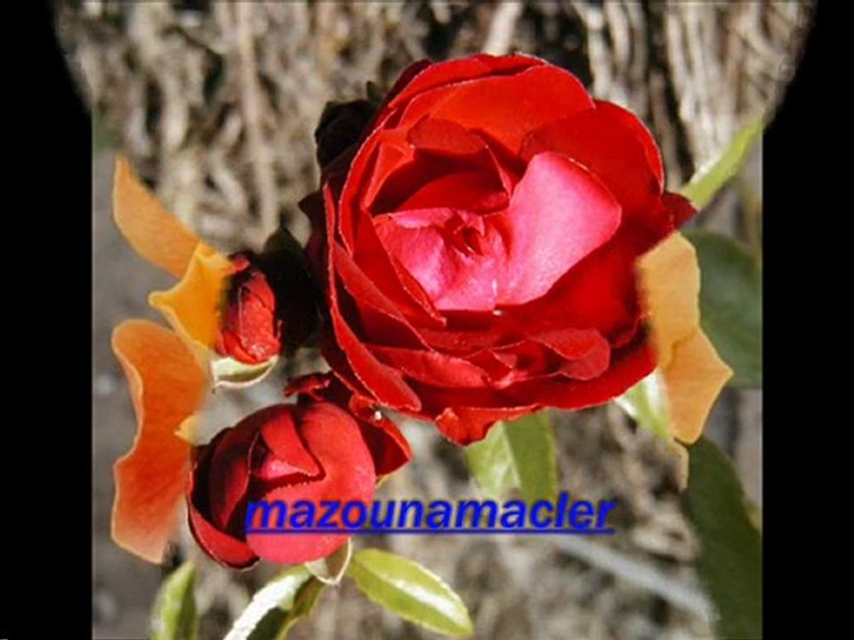 ๑۩۞۩๑d๑۩۞۩๑cheb amrou....nti li nebghi๑۩۞۩๑h๑۩۞۩๑.