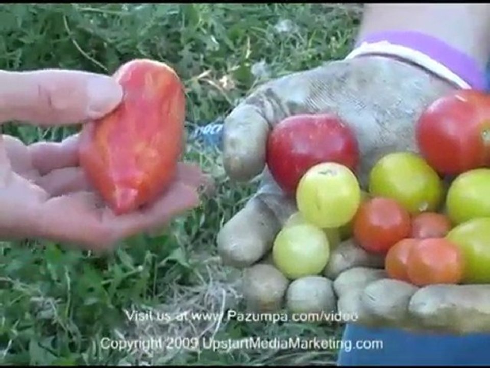 Selecting many tomato varieties for your garden