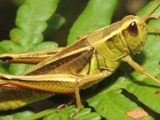 Crazy Right Wing Reaction To Arizona Immigration Law