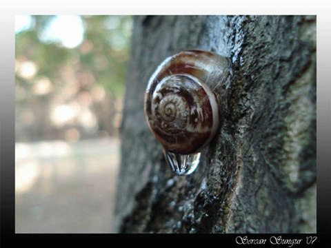 Muazzez Ersoy - Huma Kuşu - Babuba