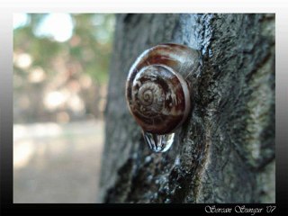 Muazzez  Ersoy - Huma Kuşu - Babuba