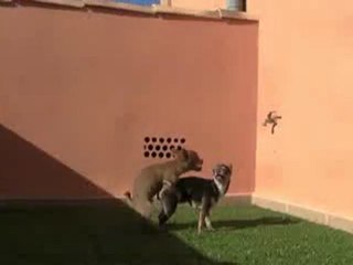 Cachorro chihuahua Criadero.Mini Toy