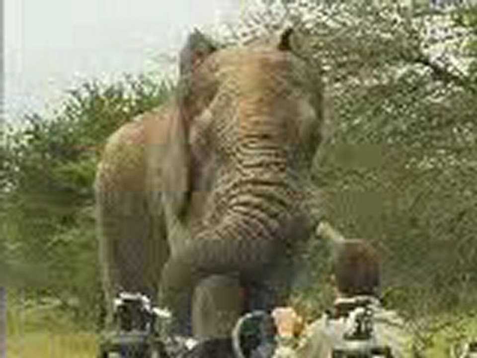 Test Élê@ço elephant12345