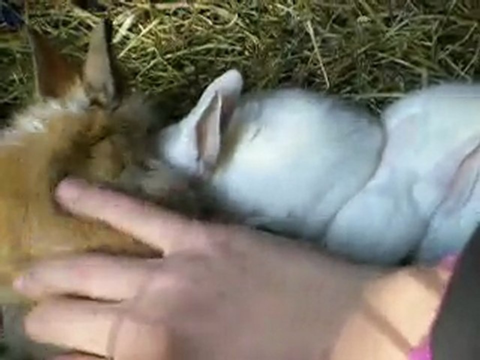 lapin