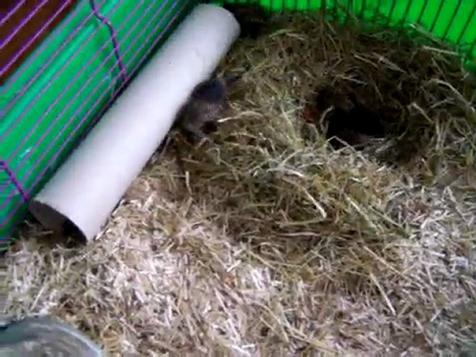 Bébés octodons 03/05/2010