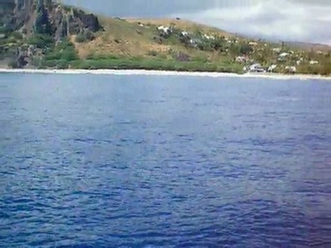 avril 2010 Les dauphins au large de l'Ermitage