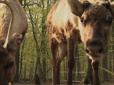 30 ans d'attention au Parc Animalier de Sainte-Croix
