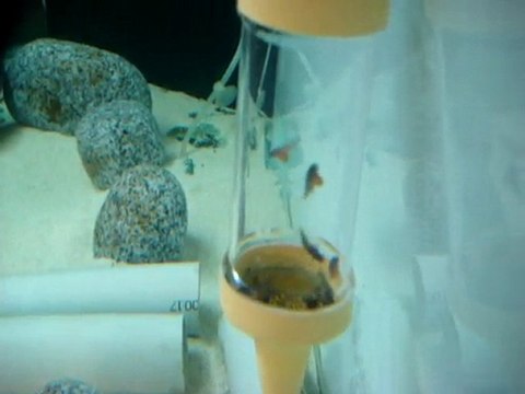 Tropheus red rainbow yavruları