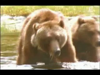 Darwin et la sélection naturelle