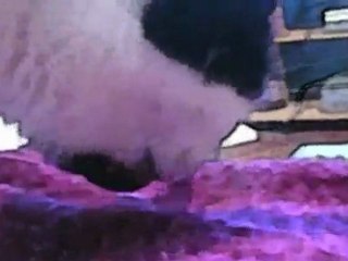 Daisy The Cat Loving CheeseBiscuit Crumbs [HD]