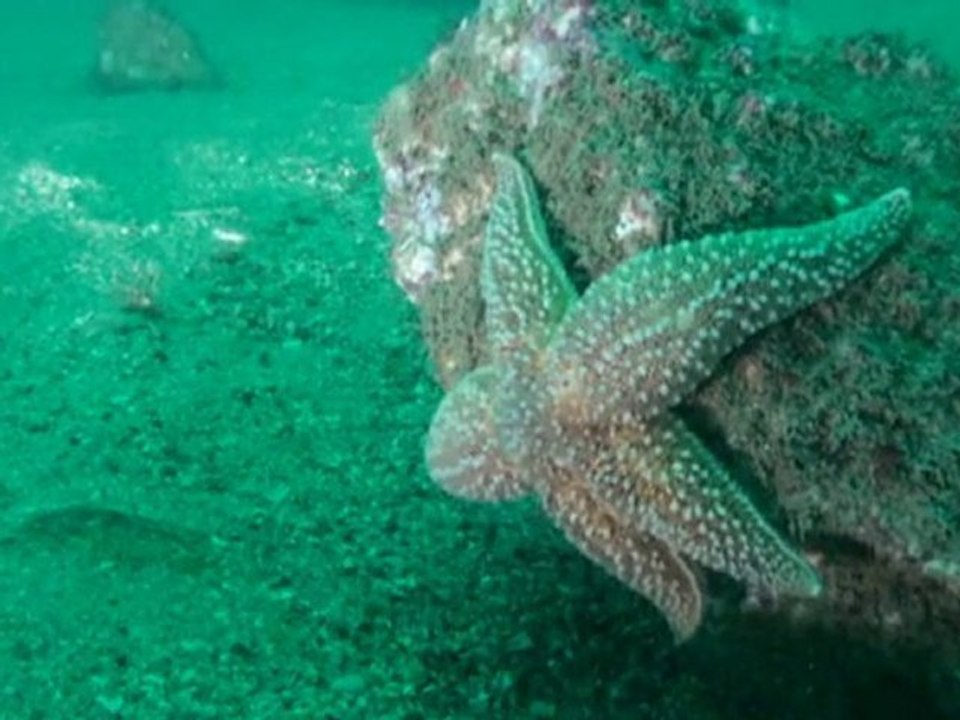 Plongée au pied du Fort du Centre