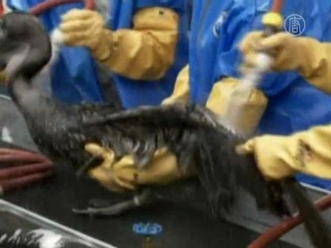 Пеликана отмывают от нефти