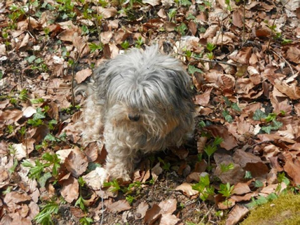 Mon petit chien youpi