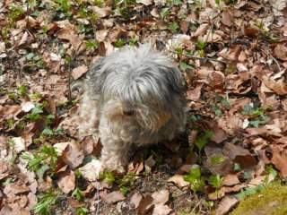 Mon petit chien youpi