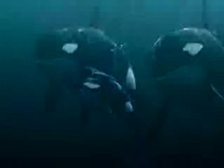 Trailer Free Willy 4 : Escape from pirate's cove