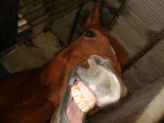 jeva , je t'aime ponette