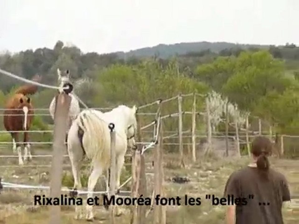Felouk étalon arabe