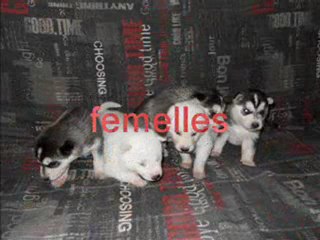 males/femelles