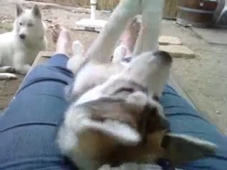 Funkyss joue avec ces pattes