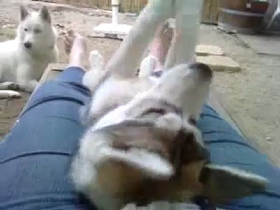 Funkyss joue avec ces pattes