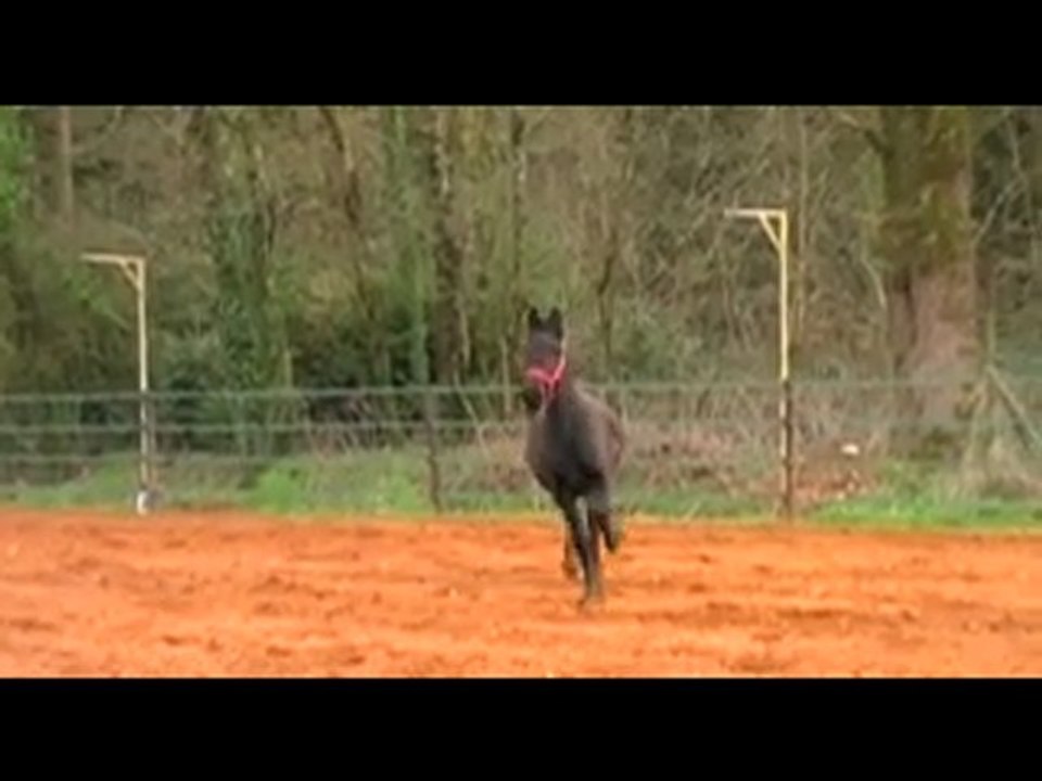 Dirk du Breuil aux Biches