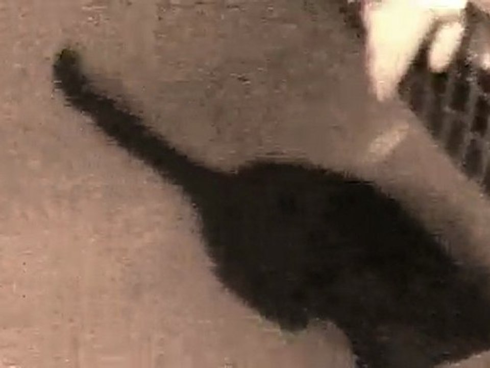 Chunky The Cat & Bath Play [HD]