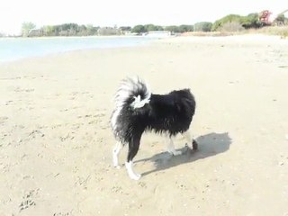 Zenko aime l'eau