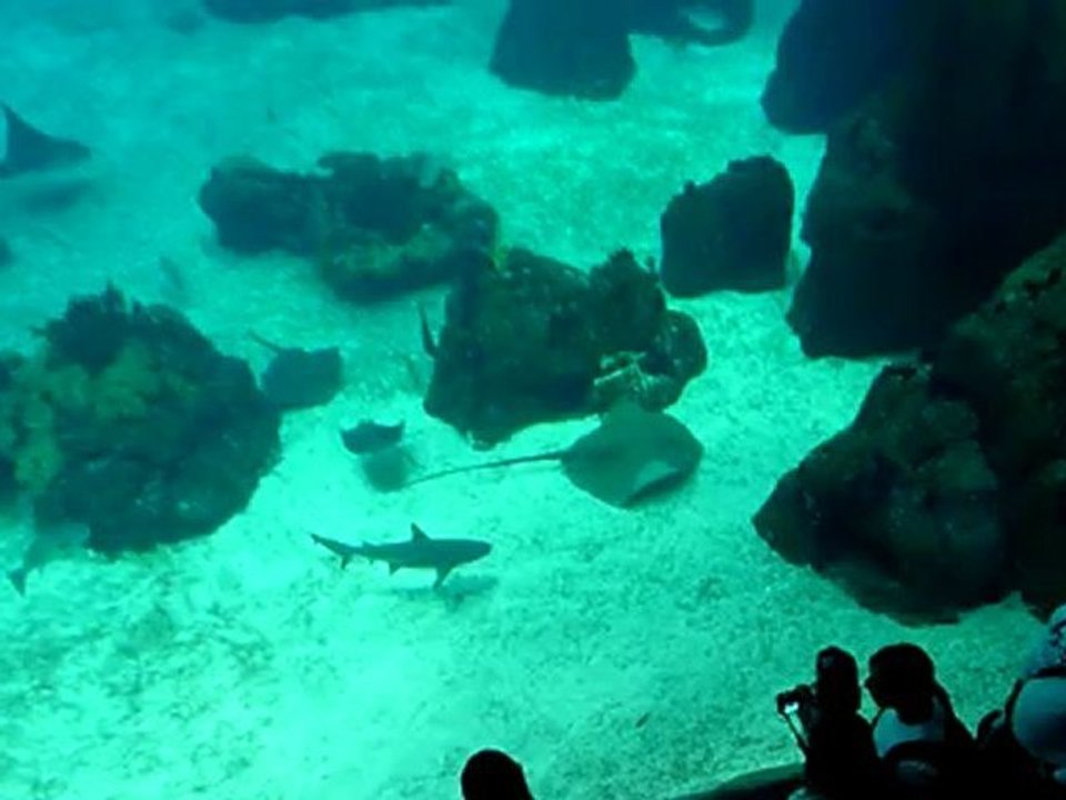 Oceanorium de Lisbonne