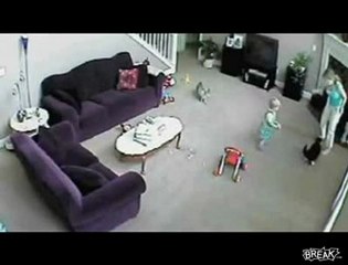 Kediler tıpkı bir köpek gibi saldırdı