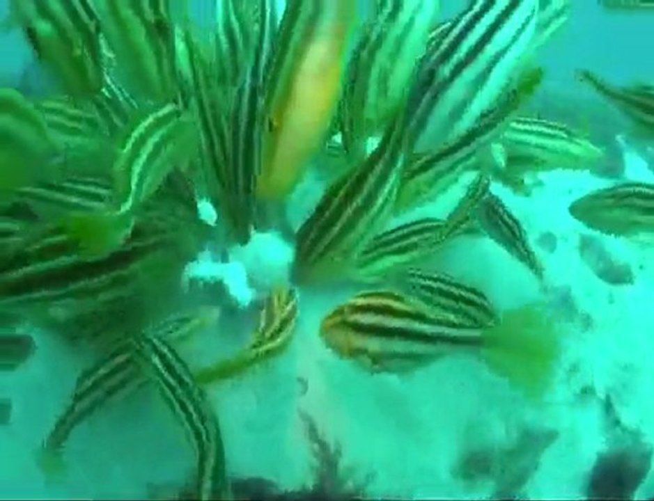 pieuvre vs poissons