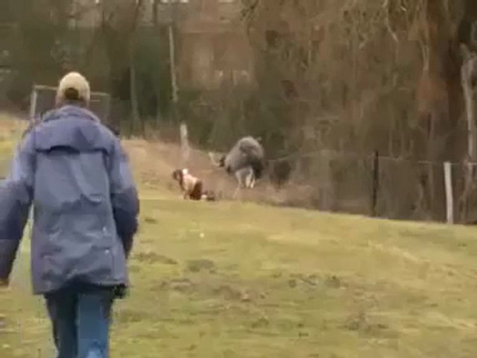 un enfant sur un poney attaqué par une autruche