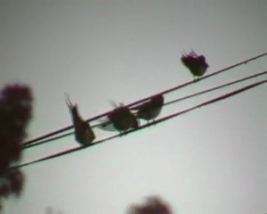 Hirondelles prenant une douche sous l'averse dans mon jardin