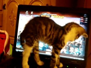 Tigrou, le chat no life lol