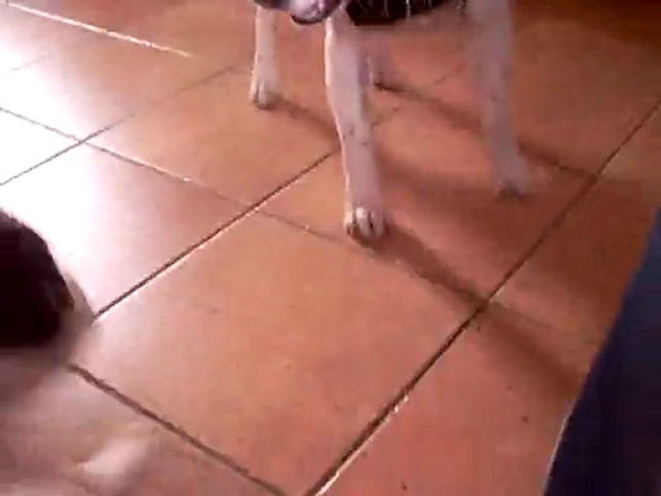 Goudou et Wolfsburg - Jeu de crocs Act II