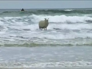 Un mouton qui fait du surf............