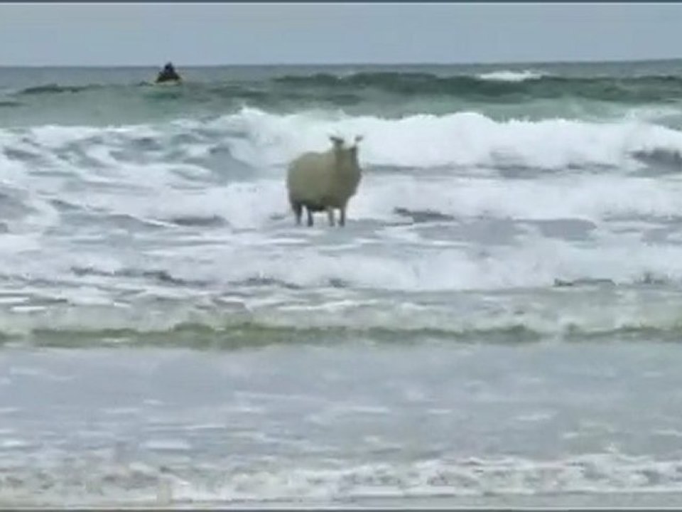 Un mouton qui fait du surf............