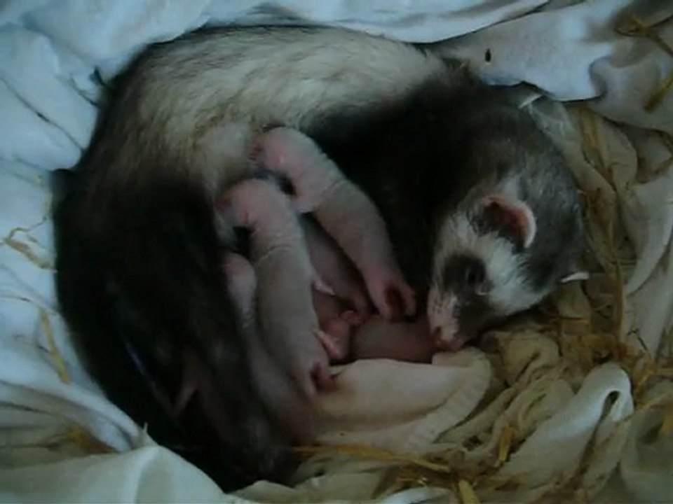 (2010) Elfy et ses petits (1 semaine)