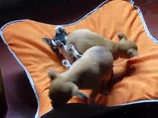 ELEVAGE DES PETITS AZTEQUES