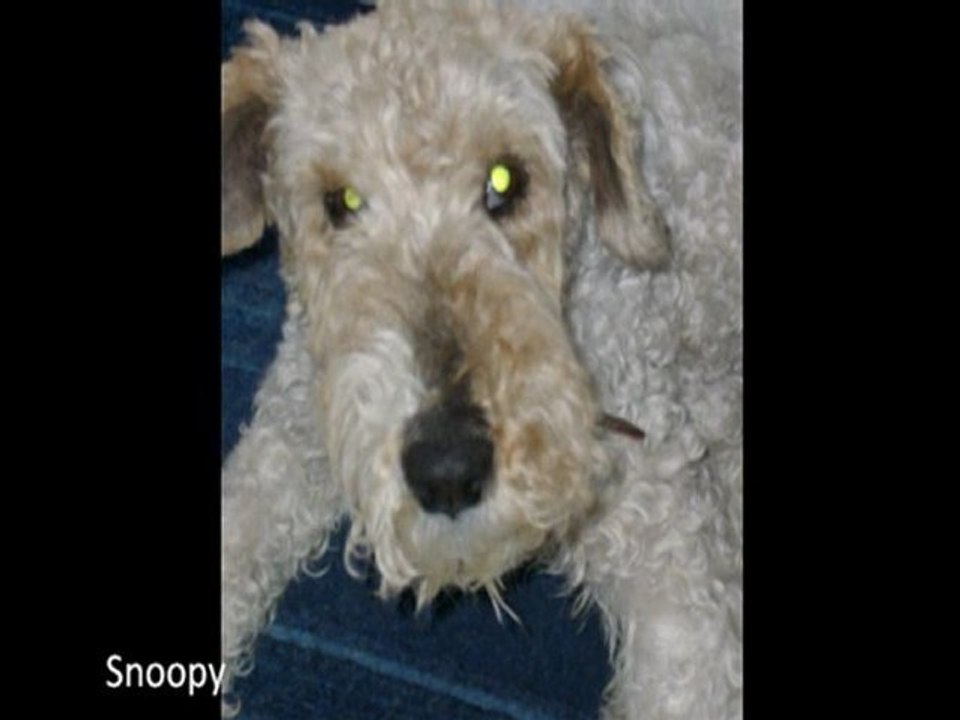 A mon amour de chien