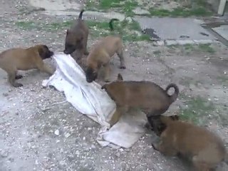 les Chiots Ray-Ban x Luna - le 07/05/2010